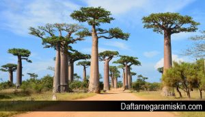 Beberapa Fakta Mengagumkan Madagaskar